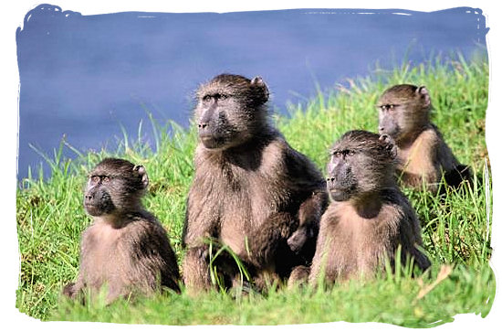 Baboon family with all their noses in the same direction - Boulders Bush Lodge, Kruger National Park, South Africa