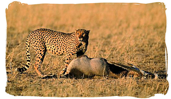 Cheetah and its Gemsbok kill - Bitterpan Wilderness Camp, Kgalagadi Transfrontier Park