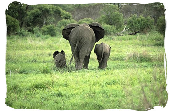 Berg en Dal Rest Camp, Kruger National Park, South Africa - Elephant mom with her kids