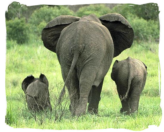 Elephant family - Addo Elephant Park accommodation