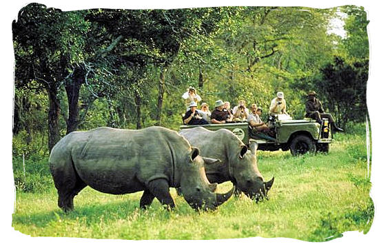 Rhino encounter on a game drive