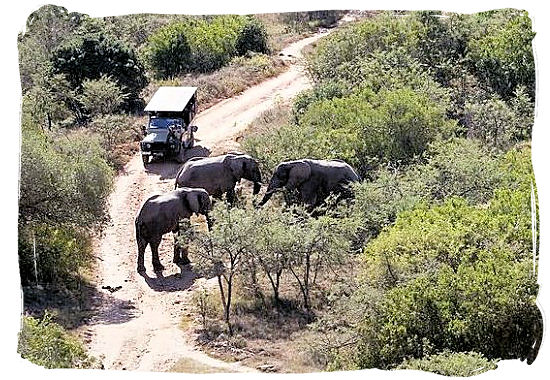 Game drive and Elephants encounter in the middle of the African bushveld