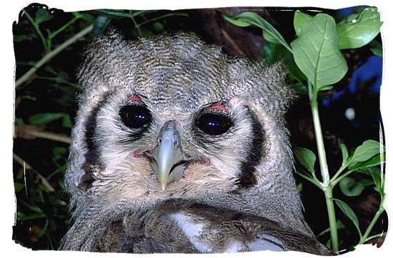 Giant Eagle Owl - Boulders Bush Lodge, Kruger National Park, South Africa