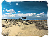 Kalahari desert landscape in the Kgalagadi National Park