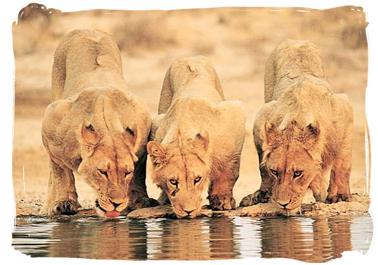 Thirsty lions at a waterhole.