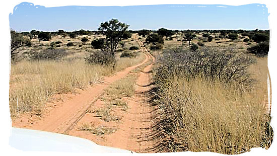 Typical Kgalagadi 4x4 wilderness track - Kgalagadi Transfrontier Park in the Kalahari