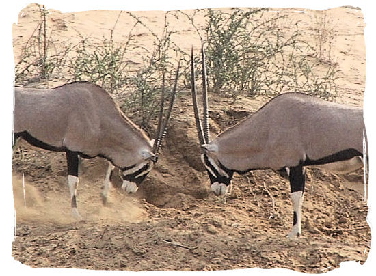Two male Oryx antelopes meeting heads on - The Kalahari desert, place of breathtaking Kalahari safaris