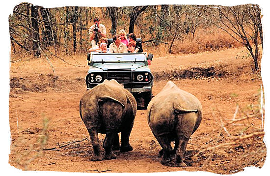 Game drive meets Rhino duo heads on