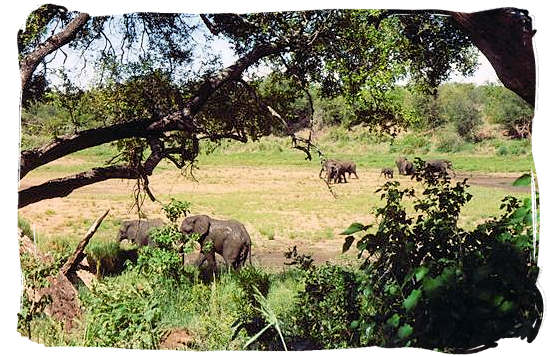 Elephants in a riverbed - Shingwedzi Rest Camp, Kruger National Park, South Africa