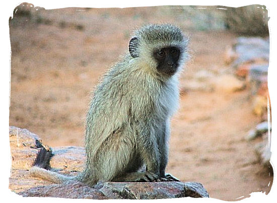 Vervet monkey having deep thoughts - The Kalahari desert, place of breathtaking Kalahari safaris