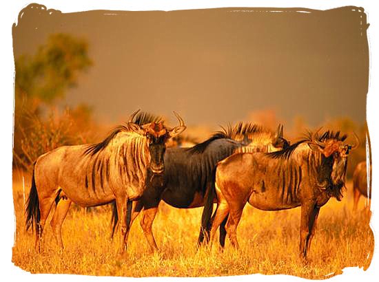 Blue wildebeest (gnu) on the African savannah