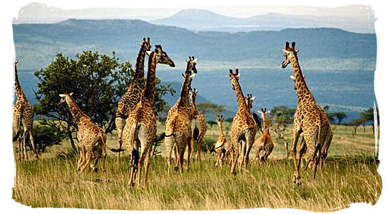 Herd of Giraffes in the Kruger National Park, Limpopo Province