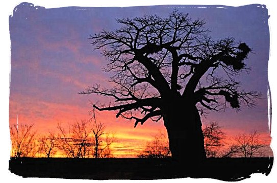 Baobab tree at sundown near the bushveld camp - Bateleur Camp, Place of the Bateleur Eagle, Kruger National Park