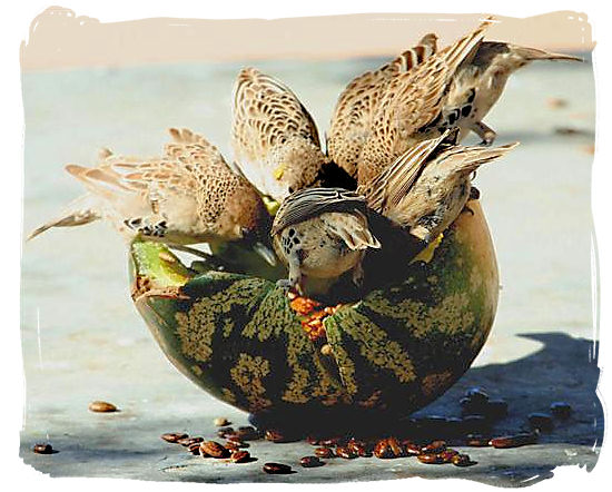 Bunch of birds devouring a Tsamma Melon - Kgalagadi Transfrontier National Park in South Africa
