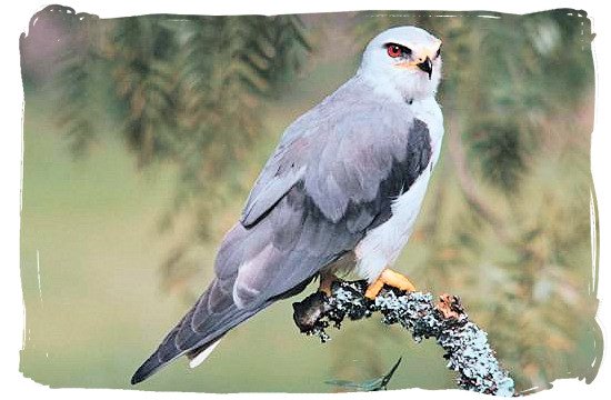 Black Shouldered Kite near Orpen Camp in the Kruger National Park, South Africa