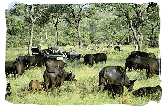 Buffalo encounter on a game drive