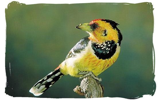 Crested Barbet