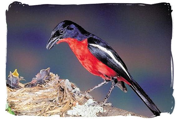 Crimson-breasted Shrike - Biyamiti bushveld camp