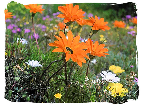 Close up of the famous Namaqualand daisies - Namaqualand National Park South Africa, Namaqualand Flowers Spectacle