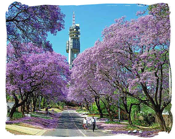 Suburban road and jacaranda trees in Pretoria