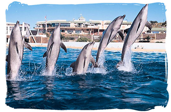 Daily dolphin show at the Ushaka Marine World, the world's 5th largest aquarium