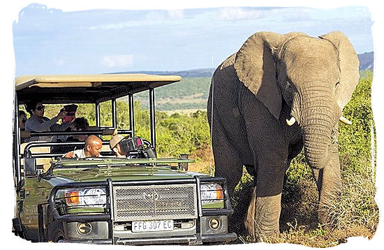 Elephant and game drive encounter in Shamwari game reserve