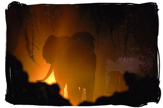 Elephant wandering in the night