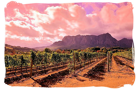 Vineyard in the Franschhoek wine valley