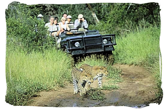 Game drive and Leopard encounter - Bateleur Camp, Place of the Bateleur Eagle, Kruger National Park