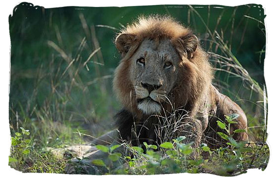 Male Lion, taken in the Kruger National Park