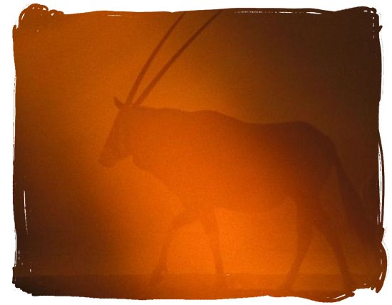 Silhouette of a Gemsbok - Kalahari Camp, Kgalagadi Transfrontier Park, South Africa