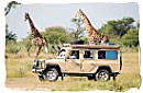 A self-drive safari having an encounter with two Giraffes