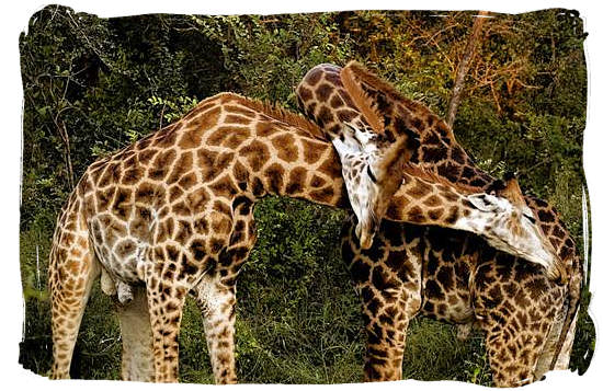 Two male Giraffes fighting it out - Talamati bushveld camp