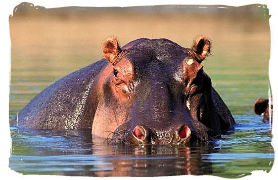 This Hippo is keeping its eye on you - Bateleur Camp, Place of the Bateleur Eagle, Kruger National Park