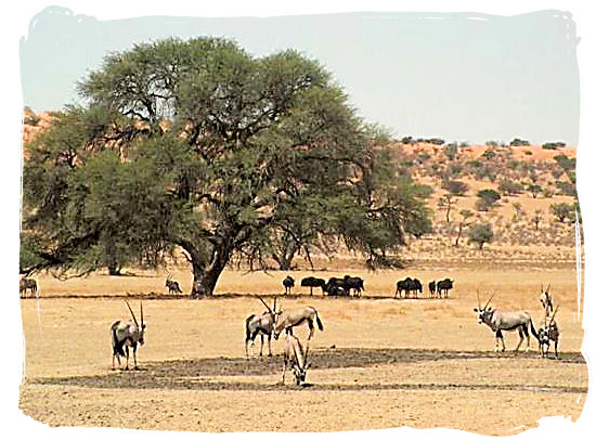 Landscape in the Kgalagadi - Kalahari Camp, Kgalagadi Transfrontier Park, South Africa