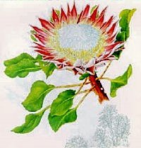 The King Protea