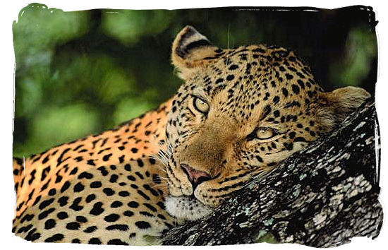 Leopard relaxing on a tree branch - Bateleur Camp, Place of the Bateleur Eagle, Kruger National Park