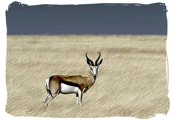 A lonely Springbok, one of South Africa's national symbols