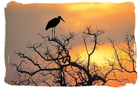 Silhouetteof a Marabou at sundown - Biyamiti bushveld camp