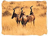 Red Hartebeest antelopes in the Mokala National Park