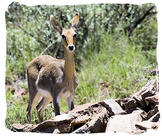 Mountain Reedbuck (Redunca fulvorufula) - Mokala National Park in South Africa, endangered African animals