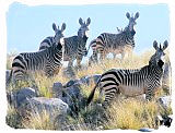 Herd of Mountain Zebras in the Mountain Zebra National Park