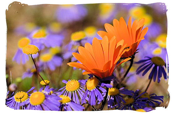 The world renown Namaqua daisy - Namaqualand flowers spectacle, Namaqualand National Park South Africa