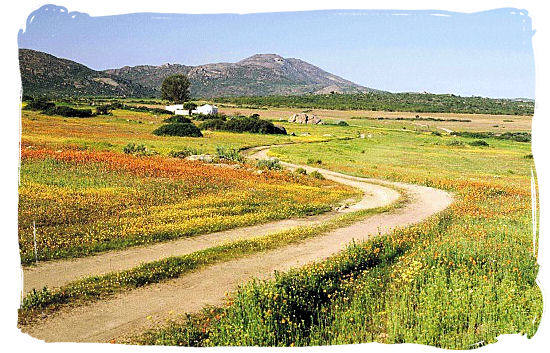 Roadside Namaqua flower panorama - Namaqualand flowers spectacle, Namaqualand National Park South Africa