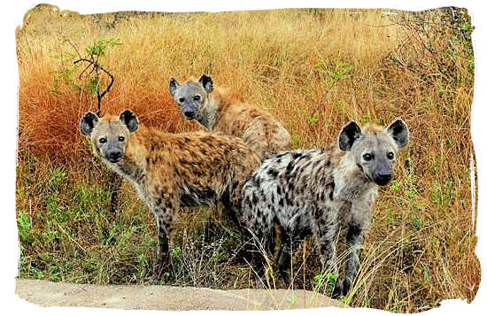 Pack of Hyenas on the hunt