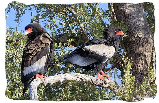 Pair of Bateleur Eagles, left the Male and right the Female - Bateleur Camp, Place of the Bateleur Eagle, Kruger National Park