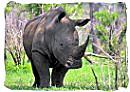 The Rhino, a member of the Big Five