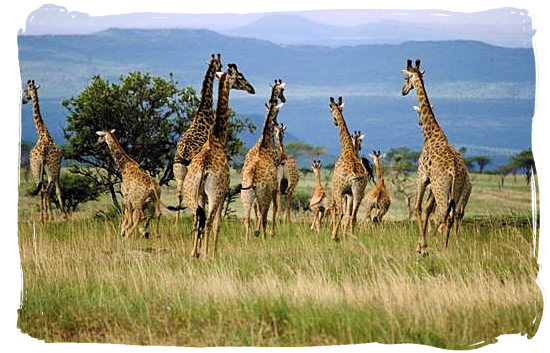 Herd of running Giraffes in the Kruger National Park