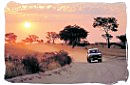 Scene of a car on a dirt road in an African game reserve