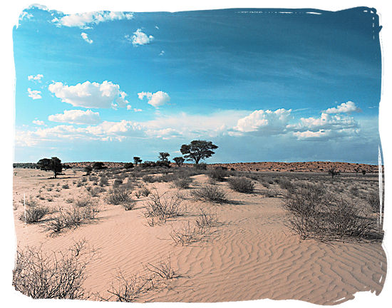Typical Kalahari semi-desert landscape - Kgalagadi Transfrontier National Park in South Africa